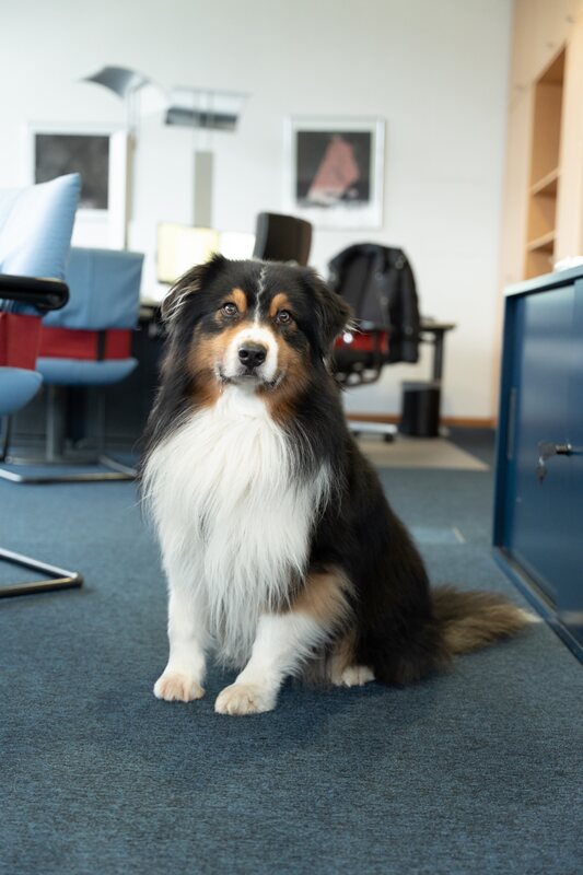 Kanzleihund im Büro von Fröschen & Partner